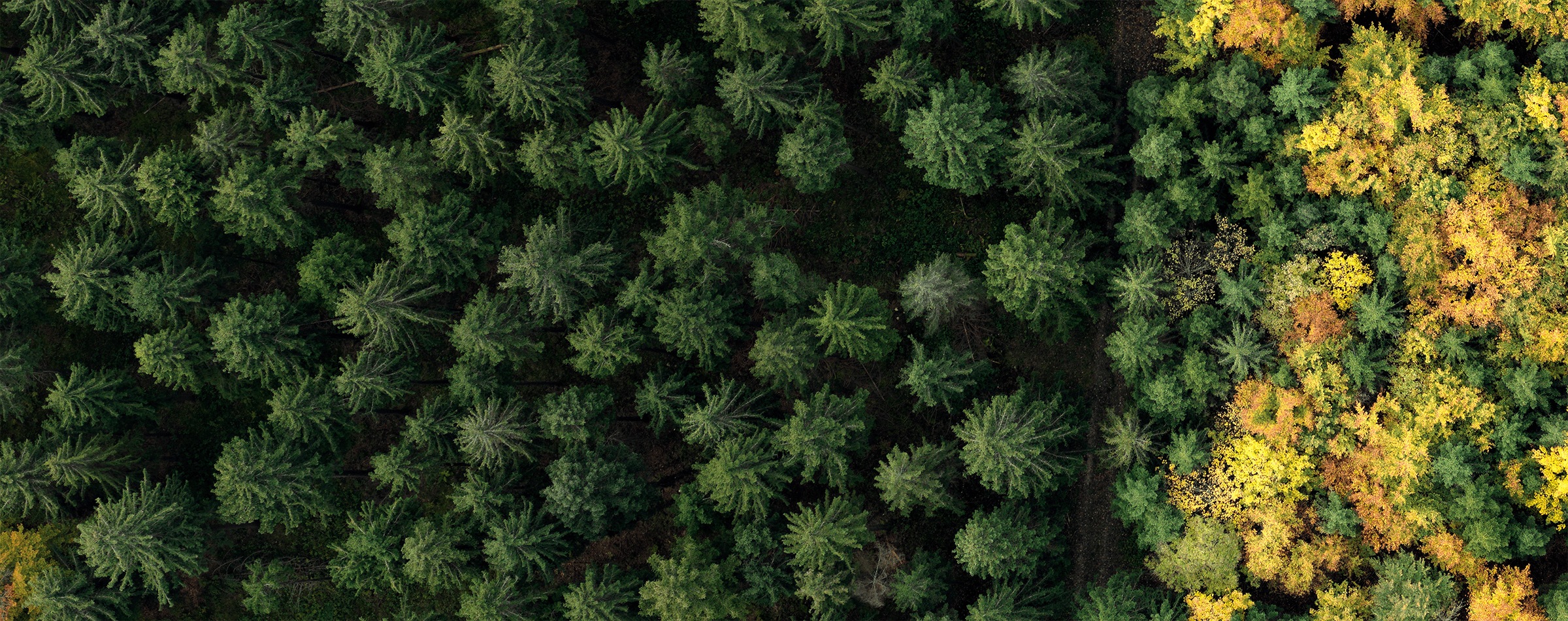 Overhead view of a thick forest, with green trees transitioning to fall foliage.